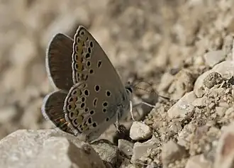 Kretania eurypilus