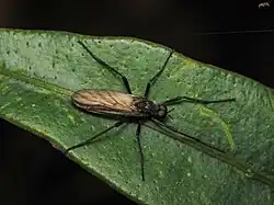 Plecia imperialis.