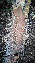 Plectocomia himalayana à Carqueiranne dans le Var