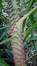 Plectocomia himalayana