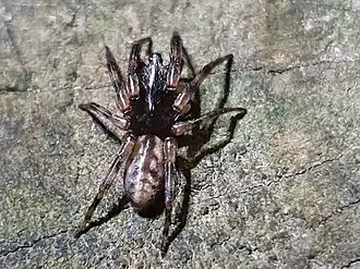 Description de l'image Plectophanes sp.jpg.