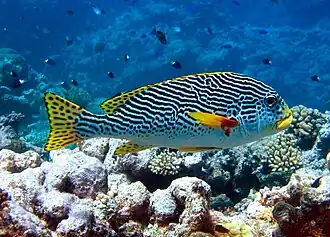 Gaterin à lignes (Plectorhinchus lineatus)