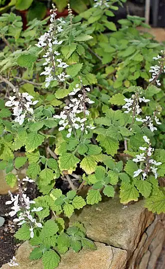 C. madagascariensis = P. madagascariensis
