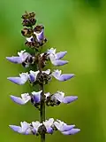 Inflorescence
