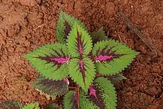Jeune plant