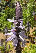 Inflorescence