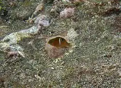 Une demoiselle à une barre (Plectroglyphidodon leucozonus) juvénile (ou P. randalli?)