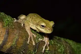 Description de l'image Plectrohyla hartwegi, Guatemala imported from iNaturalist photo 61830868.jpg.