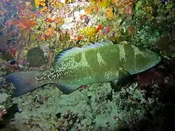 Plectropomus laevis