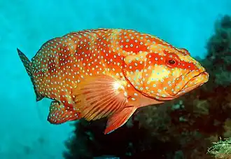 Description de l'image Plectropomus leopardus.jpg.