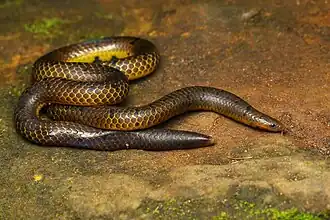 Description de l'image Plectrurus aureus wayanad.jpg.
