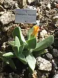 Pleiospilos leipoldtii