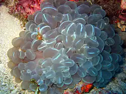 Plerogyra sinuosa, un « corail-bulles ».