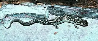 Description de l'image Plethodon caddoensis.jpg.
