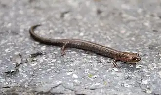 Description de l'image Plethodon richmondi on rock.jpg.