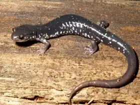 Description de l'image Plethodon teyahalee.jpg.