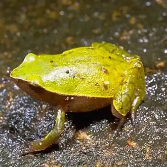 Plethodontohyla notosticta.
