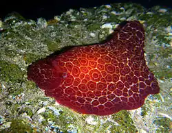 Pleurobranchus grandis