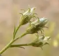 Pleurocoronis pluriseta(Sottotribù Alomiinae)
