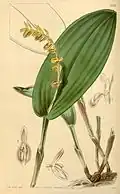 Pleurothallis bicarinata.