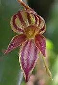 Pleurothallis lamellaris.