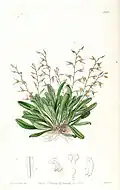 Pleurothallis picta.