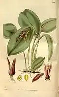 Pleurothallis prolifera .