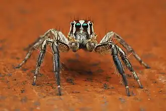 Plexippus paykulli ♂ (mâle), en Floride. Février 2021.