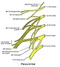 Le plexus lombal
