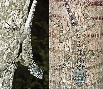 Description de l'image Plica caribeana - ZooKeys-355-049-g007.jpg.