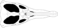 Diagramme d'un crâne de Pliosaurus kevani.