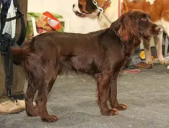 Chien d'oysel allemand.
