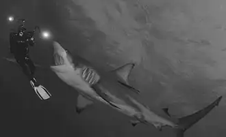 Cliché en noir et blanc d'un requin blanc et d'un plongeur photographe, Nikon D800, 2014