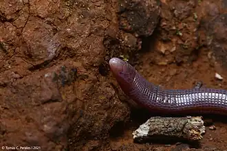 Description de l'image Plum-colored Worm Lizard imported from iNaturalist photo 175635146 on 14 February 2024.jpg.