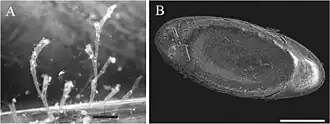 Description de l'image Plumatella fruticosa (10.3897-zookeys.774.21769) Figure 7.jpg.