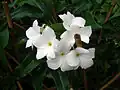 Plumeria pudica.