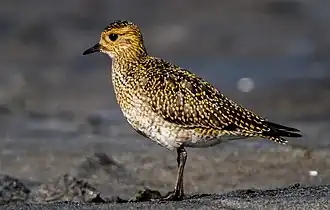 Photographie d'un oiseau au plumage finement rayé, couleur bronze au-dessus et blanc rayé de marron en dessous.