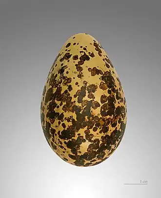 Photographie d'un œuf de forme allongé, ocre avec de nombreuses taches marron.