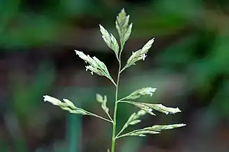 Panicule dressée, lâche.