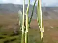 Poa arctica, feuille et ligule