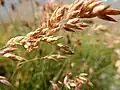 Poa arctica, panicule