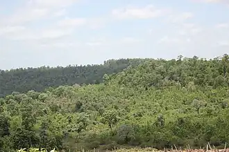 Forêt tropicale sèche décidue au wildlife sanctuary de Pochavaram, entre les districts de Nizamabad et de Medak.