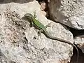 Podarcis filfolensis maltensis