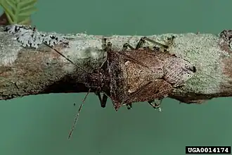 Podisus maculiventris, autre punaise prédatrice du doryphore
