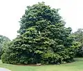 Podocarpus latifolius