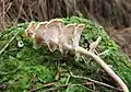 Podoserpula pusio var tristis