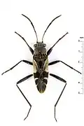 Poeantius lineatus, Brunei.