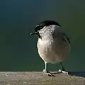 Mésange nonnette
