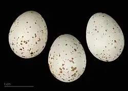Trois œufs blancs tachetés de marron sur un fond noir, avec une échelle montrant qu'ils mesurent moins de deux centimètres de hauteur.