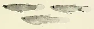 Description de l'image Poecilia bifurca.jpg.